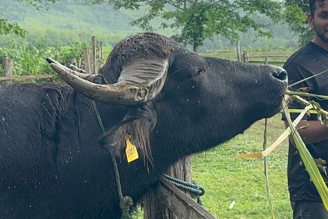 Laos Buffalo Dairy Tours Interact, Learn and Taste Fresh Flavors - Key things to know before you go