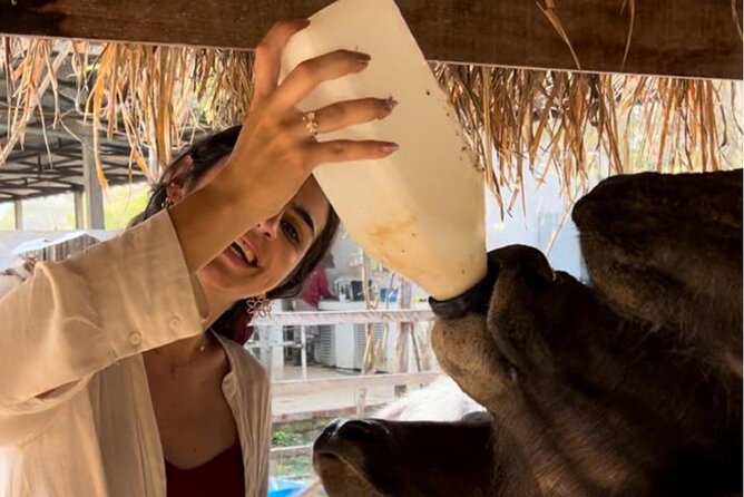 Laos Buffalo Dairy Tours Interact, Learn and Taste Fresh Flavors - Feeding goats, pigs, and rabbits