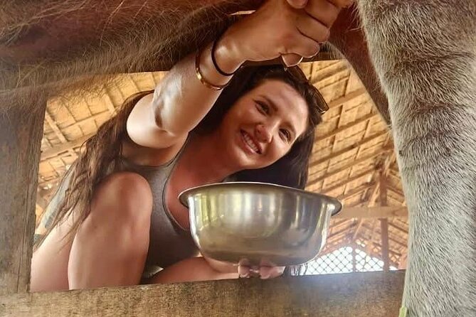 Laos Buffalo Dairy Tours Interact, Learn and Taste Fresh Flavors - What the experience says about sustainable farming