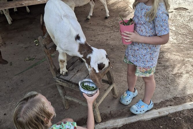 Laos Buffalo Dairy Tours Interact, Learn and Taste Fresh Flavors - Meeting the buffalo in Ban Muang Khay
