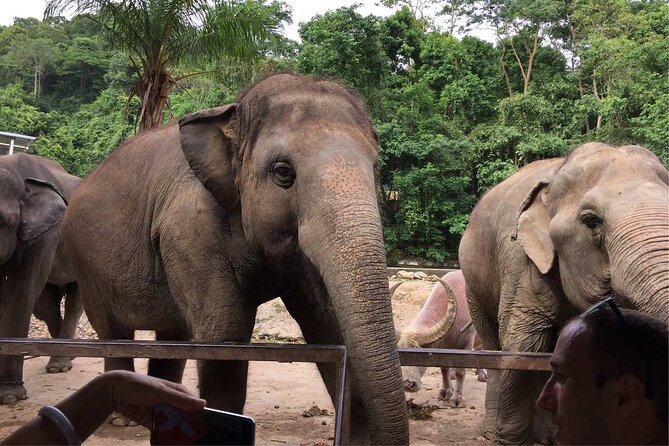 Laos Elephant Sanctuary keeper+ Kuangsi waterfall +Hmong village - Why this makes a strong Luang Prabang day out