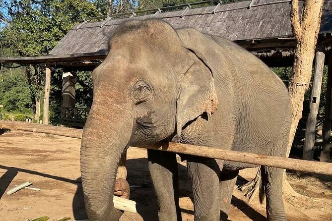 Laos Elephant Sanctuary keeper+ Kuangsi waterfall +Hmong village - Watching elephants at the riverside