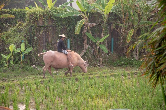 Living Land Rice Farming Experience - Arriving from Luang Prabang at 8:00