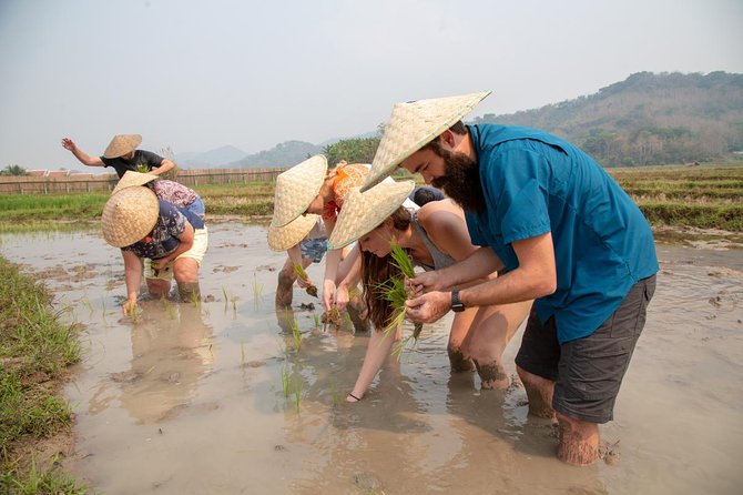 Living Land Rice Farming Experience - Bamboo, sugar cane, and blacksmithing