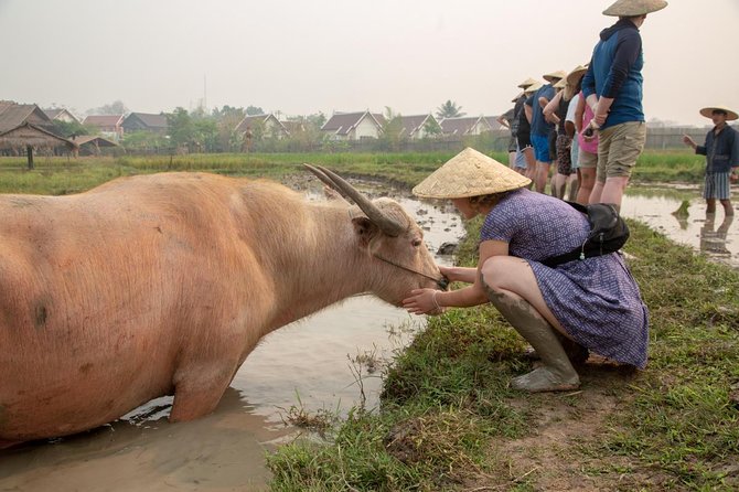 Living Land Rice Farming Experience - What the $64.17 price really buys