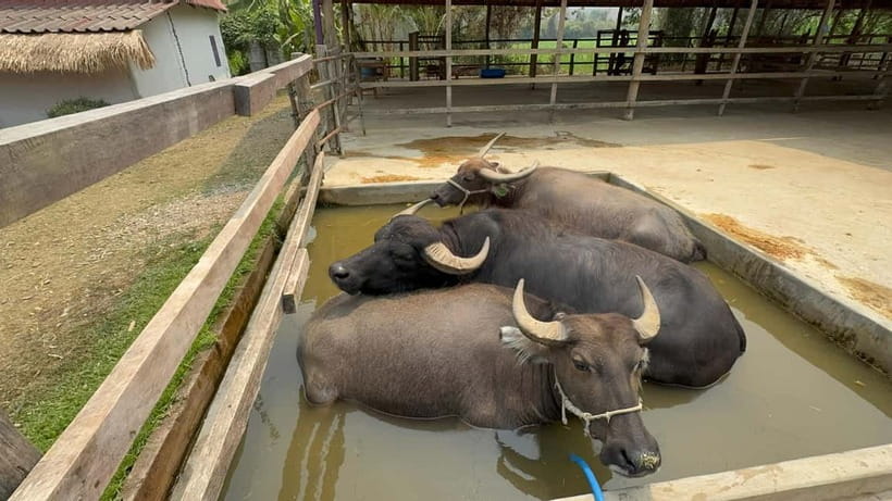 Luang Prabang: Farm Tour and Buffalo Buffet Adventure - Meeting the buffaloes up close