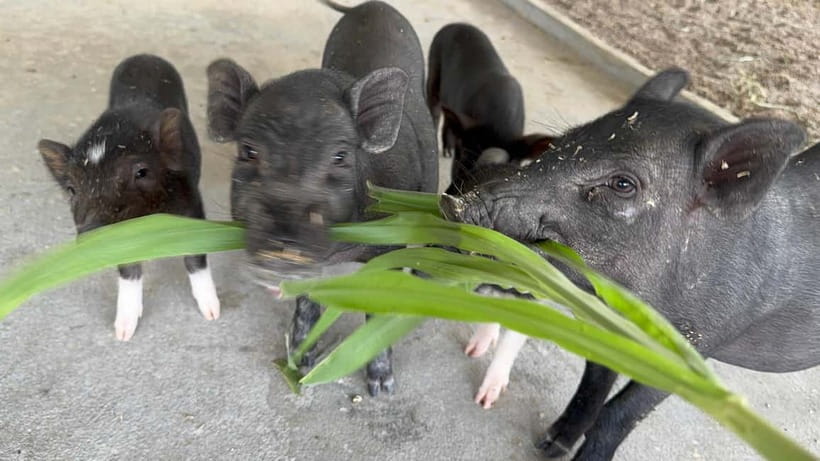 Luang Prabang: Farm Tour and Buffalo Buffet Adventure - Why the $11 price offers good value