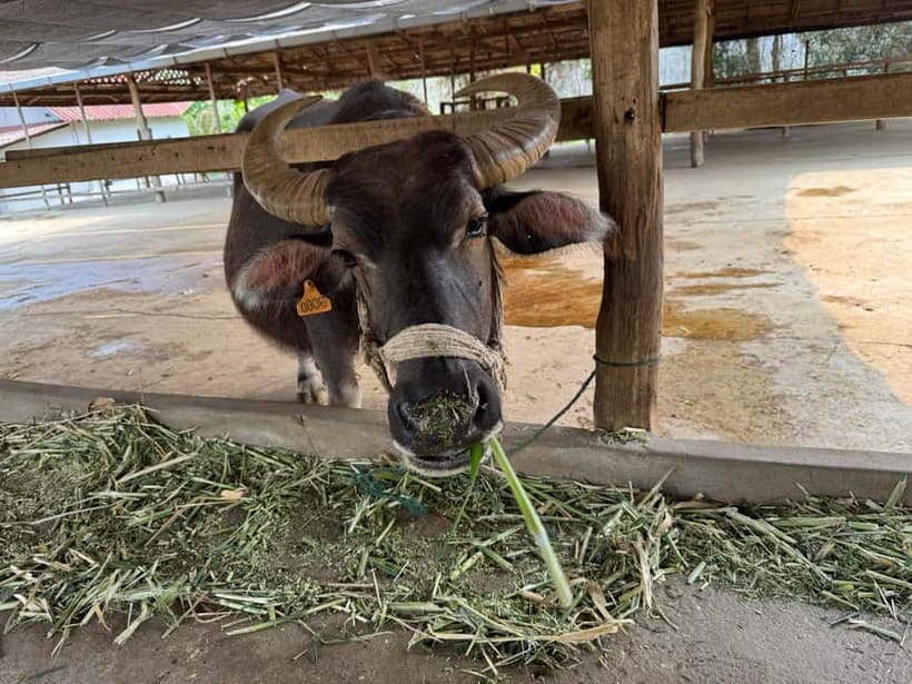 Luang Prabang: Farm Tour and Buffalo Buffet Adventure - Languages, access, and what to wear