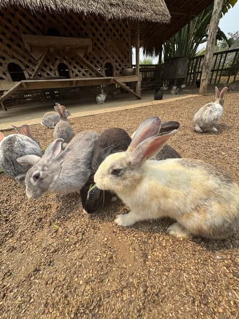 Luang Prabang: Farm Tour and Buffalo Buffet Adventure - Rabbits, pigs, and baby buffaloes
