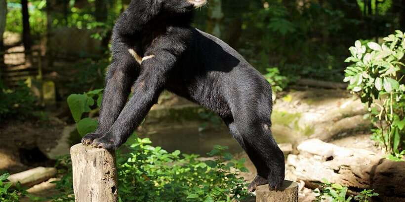 Luang Prabang: Kuang Si Bike Ride & Long-Tail Boat Cruise - Meeting the Asiatic bears on the jungle walk