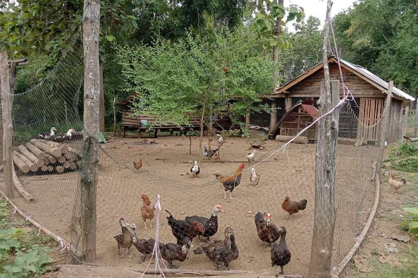 Luang Prabang: Organic Farm Experience & Hike to Kuang si - Choosing ingredients at the family farm