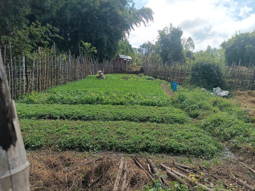 Plain of jars share group tour - Site 3: a walk through rice fields