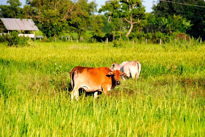 Vientiane Day Trip By Bike To Tad Moon Waterfall - Kayaking past Mekong islands toward Vientiane